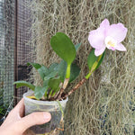 Cattleya Doris and Bryan Xmas Rose