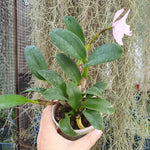 Cattleya Doris and Bryan Xmas Rose