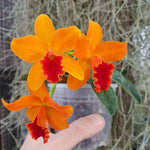 Rhyncolaeliocattleya Chian-Tzy Golden Orange