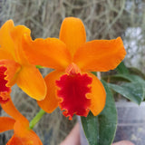 Rhyncolaeliocattleya Chian-Tzy Golden Orange