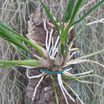Encyclia bractescens