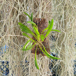 Pleurothallis picta