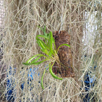 Pleurothallis picta