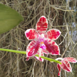 Phalaenopsis speciosa x Little Fox
