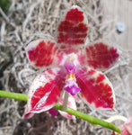 Phalaenopsis speciosa x Little Fox