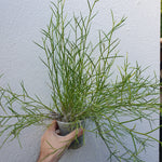 Dendrobium equitans xxl
