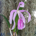 Brassocattleya Morning Glory