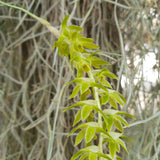 Dendrochilum magnum