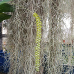 Dendrochilum magnum