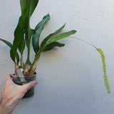 Dendrochilum magnum