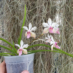 Holcoglossum rupestre x  vanda lamellata boxallii