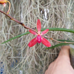 Renanthera imschootiana x seidenfadenia mitrata alba