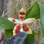 Phalaenopsis inscriptionensis x speciosa purple queen