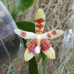 Phalaenopsis inscriptionensis x speciosa purple queen