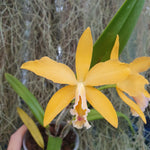 Cattleya Hodgkinsoniae