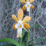Vanda yellow fuuran x denisoniana orange