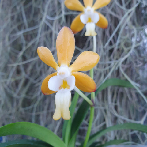 Vanda yellow fuuran x denisoniana orange