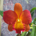 Rhyncolaeliocattleya shinfong orange