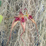 Bulbophyllum rothschildianum x fascinator