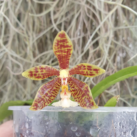 Phalaenopsis (micholitzii x mannii "Flava") x mannii "Flava"
