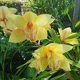Cymbidium Sunburst