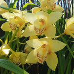 Cymbidium Sunburst