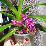 Aerides leeana