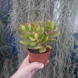 Crassula ovata