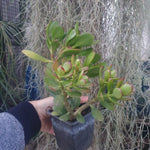 Crassula ovata