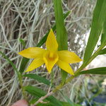Dendrobium hancockii