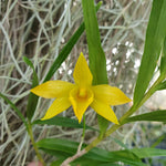 Dendrobium hancockii