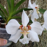 Vanda barnesii