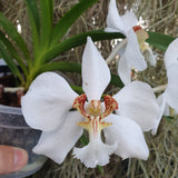 Vanda barnesii