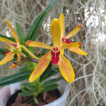 Renanthera vietnamensis x vanda cristata