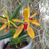 Renanthera vietnamensis x vanda cristata