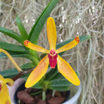 Renanthera vietnamensis x vanda cristata