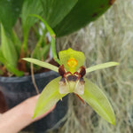 Coelogyne carinata