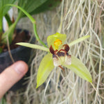 Coelogyne carinata
