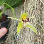 Coelogyne carinata