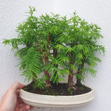 Bonsaï forêt metasequoia