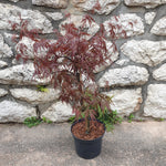 Acer dissectum purpurea "fire cracker"