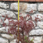 Acer dissectum purpurea "fire cracker"
