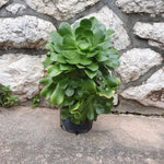 Aeonium viridis