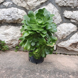 Aeonium viridis