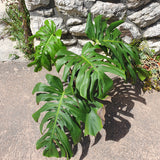 Monstera deliciosa XL