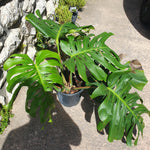 Monstera deliciosa XL