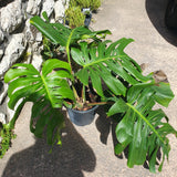 Monstera deliciosa XL