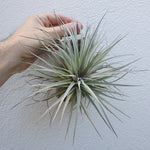 Tillandsia Houston cotton candy xl