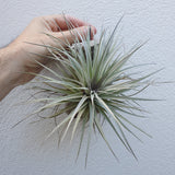 Tillandsia Houston cotton candy xl