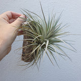 Tillandsia Houston cotton candy xl